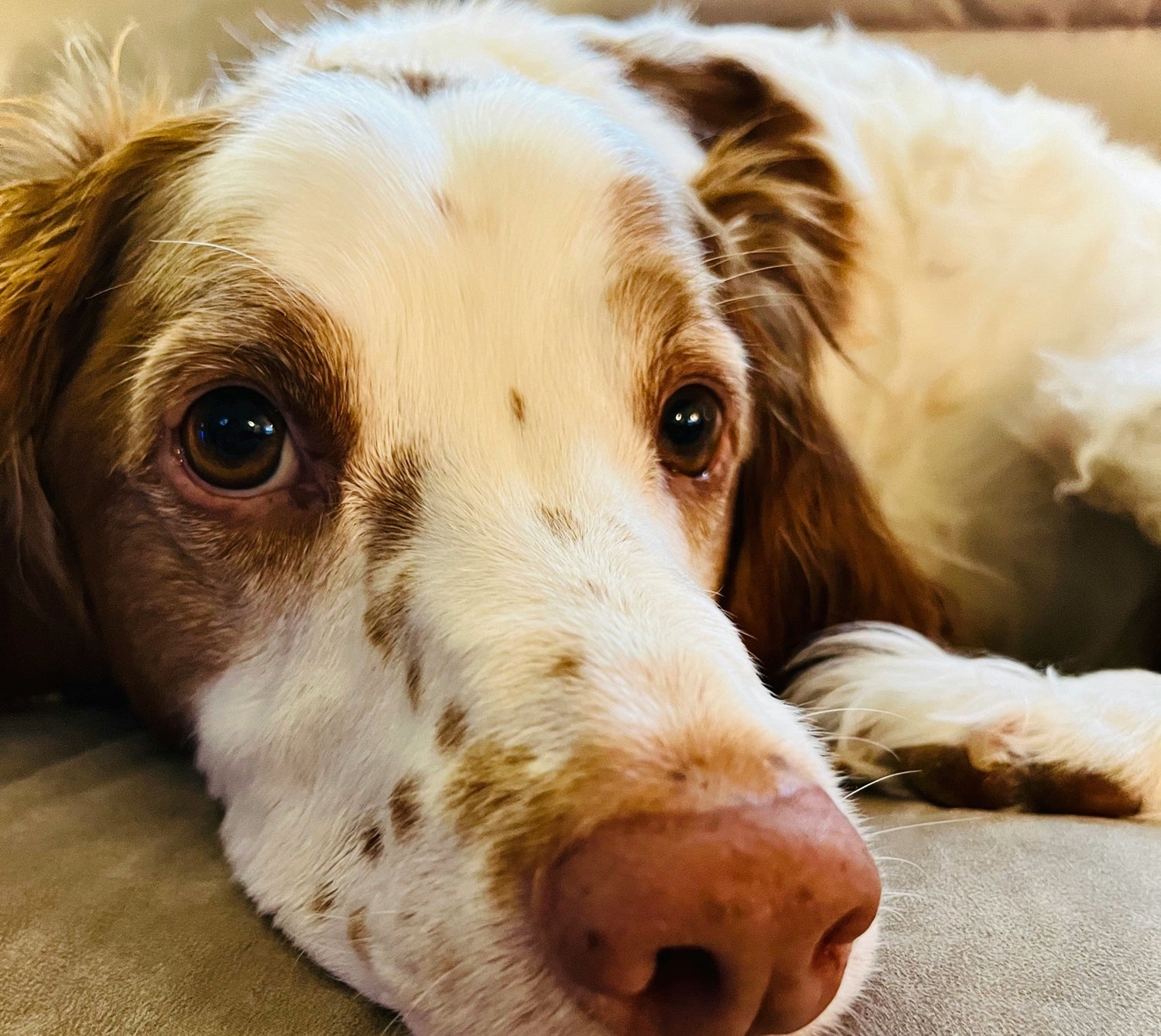 Black Mountain Canine